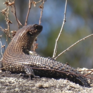 Egernia cunninghami at Paddys River, ACT - 7 Apr 2019