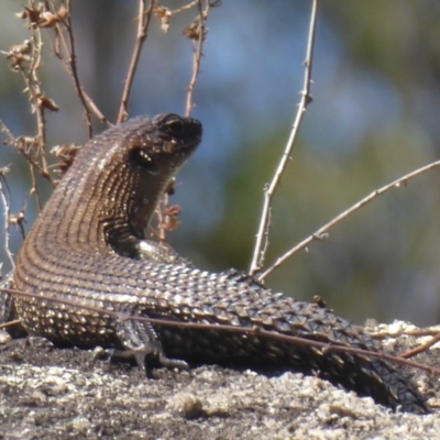 Egernia cunninghami (Cunningham's Skink) at Gibraltar Pines - 7 Apr 2019 by Christine