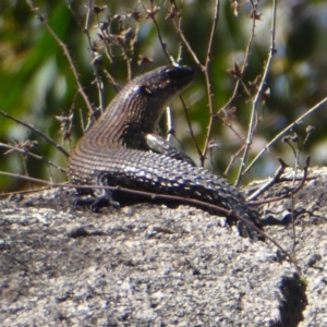 Egernia cunninghami at Paddys River, ACT - 7 Apr 2019