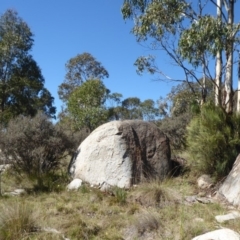 Egernia cunninghami at Paddys River, ACT - 7 Apr 2019