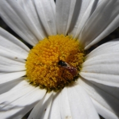 Brachyscome aculeata (Hill Daisy) at Paddys River, ACT - 7 Apr 2019 by Christine