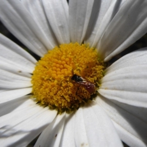 Brachyscome aculeata at Paddys River, ACT - 7 Apr 2019 01:49 PM