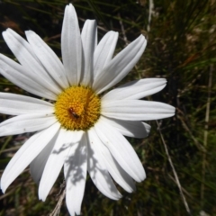 Brachyscome aculeata at Paddys River, ACT - 7 Apr 2019 01:49 PM