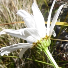 Brachyscome aculeata at Paddys River, ACT - 7 Apr 2019 01:49 PM