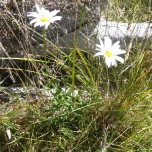 Brachyscome aculeata at Paddys River, ACT - 7 Apr 2019 01:49 PM