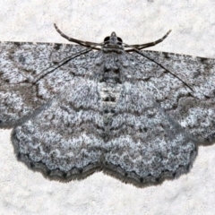 Psilosticha absorpta (Fine-waved Bark Moth) at Ainslie, ACT - 5 Nov 2018 by jb2602