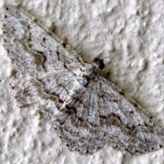 Psilosticha absorpta (Fine-waved Bark Moth) at Ainslie, ACT - 3 May 2018 by jbromilow50