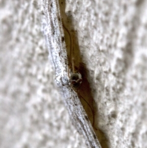 Psilosticha absorpta at Ainslie, ACT - 3 May 2018 04:44 PM