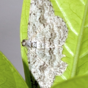 Psilosticha absorpta at Ainslie, ACT - 3 May 2018 04:44 PM