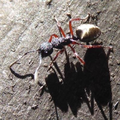 Dolichoderus scabridus (Dolly ant) at Paddys River, ACT - 7 Apr 2019 by Christine