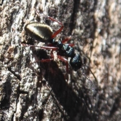 Dolichoderus scabridus at Paddys River, ACT - 7 Apr 2019 01:26 PM