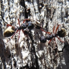 Dolichoderus scabridus at Paddys River, ACT - 7 Apr 2019 01:26 PM