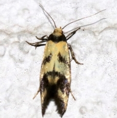 Olbonoma triptycha at Ainslie, ACT - 3 Nov 2018 11:06 PM