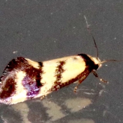 Olbonoma triptycha (Chezela Group) at Ainslie, ACT - 24 Jan 2019 by jb2602