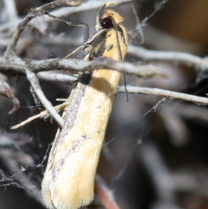 Philobota protecta at Majura, ACT - 4 Nov 2018 08:21 AM