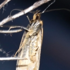 Philobota protecta at Majura, ACT - 4 Nov 2018 08:21 AM