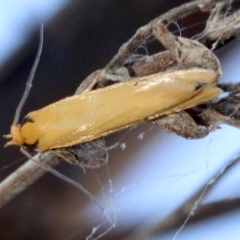 Philobota protecta at Majura, ACT - 4 Nov 2018 08:21 AM