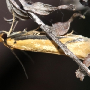 Philobota protecta at Majura, ACT - 4 Nov 2018 08:21 AM