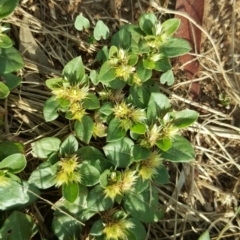 Alternanthera pungens at Phillip, ACT - 8 Apr 2019