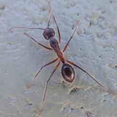 Camponotus intrepidus (Flumed Sugar Ant) at Paddys River, ACT - 7 Apr 2019 by Christine