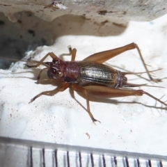 Trigonidium sp. novum (undescribed) (A Sword-tail Cricket) at Tharwa, ACT - 7 Apr 2019 by Christine