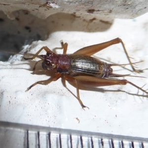 Trigonidium sp. novum (undescribed) at Tharwa, ACT - 7 Apr 2019 02:36 PM