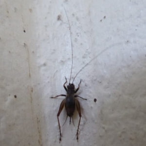 Trigonidium sp. novum (undescribed) at Tharwa, ACT - 7 Apr 2019 02:36 PM