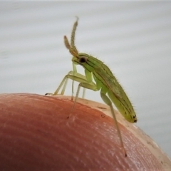 Miridae (family) (Unidentified plant bug) at ANBG - 8 Apr 2019 by JohnBundock