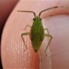 Miridae (family) at Acton, ACT - 8 Apr 2019 04:08 PM