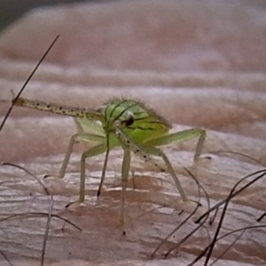 Miridae (family) at Acton, ACT - 8 Apr 2019 04:08 PM