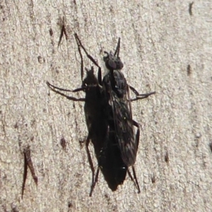 Therevidae (family) at Paddys River, ACT - 7 Apr 2019