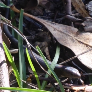 Pseudemoia entrecasteauxii at Paddys River, ACT - 7 Apr 2019 03:05 PM