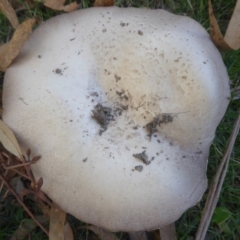 Agaricus sp. (Agaricus) at Paddys River, ACT - 7 Apr 2019 by Christine