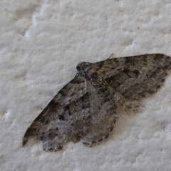 Chrysolarentia severata at Paddys River, ACT - 7 Apr 2019 02:37 PM