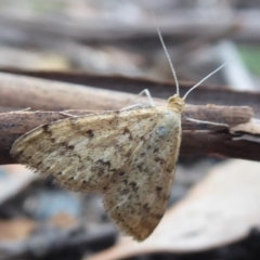 Scopula rubraria (Reddish Wave, Plantain Moth) at Paddys River, ACT - 7 Apr 2019 by Christine