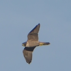 Falco peregrinus at Paddys River, ACT - 7 Apr 2019 05:15 PM