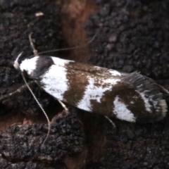 Isomoralla eriscota (A concealer moth) at Ainslie, ACT - 7 Feb 2019 by jbromilow50