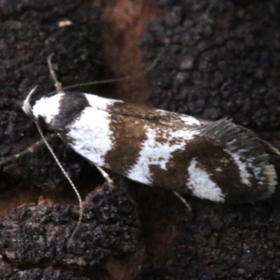 Isomoralla eriscota (Philobota Group) at Ainslie, ACT - 7 Feb 2019 by jb2602