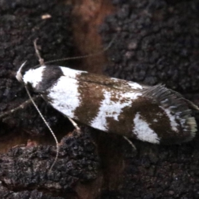 Isomoralla eriscota (A concealer moth) at Ainslie, ACT - 7 Feb 2019 by jbromilow50