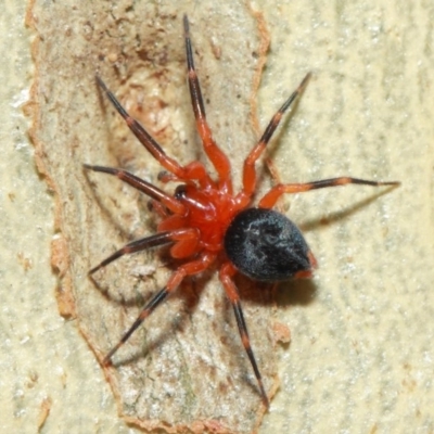 Nicodamidae (family) (Red and Black Spider) at Acton, ACT - 7 Apr 2019 by TimL