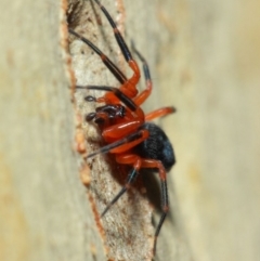 Nicodamidae (family) at Acton, ACT - 7 Apr 2019 02:12 PM