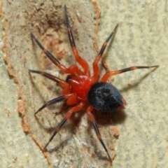 Nicodamidae (family) at Acton, ACT - 7 Apr 2019 02:12 PM