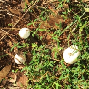 zz puffball at Hughes, ACT - 8 Apr 2019