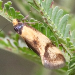 Isomoralla pyrrhoptera (A concealer moth) at Majura, ACT - 1 Feb 2019 by jb2602