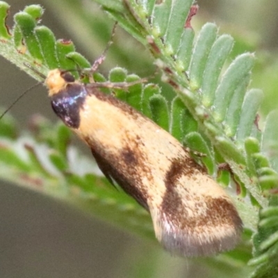Isomoralla pyrrhoptera (A concealer moth) at Majura, ACT - 1 Feb 2019 by jbromilow50