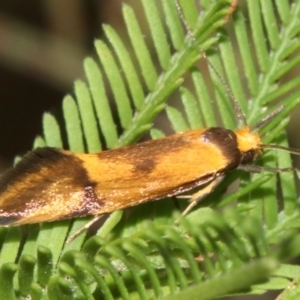 Isomoralla pyrrhoptera at Majura, ACT - 1 Feb 2019 04:47 PM