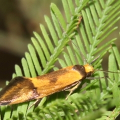 Isomoralla pyrrhoptera at Majura, ACT - 1 Feb 2019