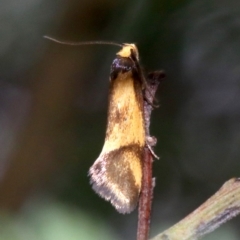 Isomoralla pyrrhoptera at Majura, ACT - 1 Feb 2019