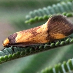 Isomoralla pyrrhoptera at Majura, ACT - 1 Feb 2019 04:47 PM