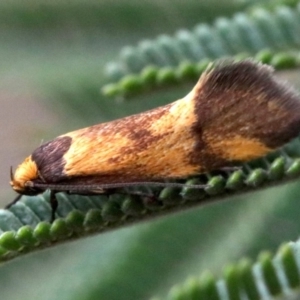 Isomoralla pyrrhoptera at Majura, ACT - 1 Feb 2019